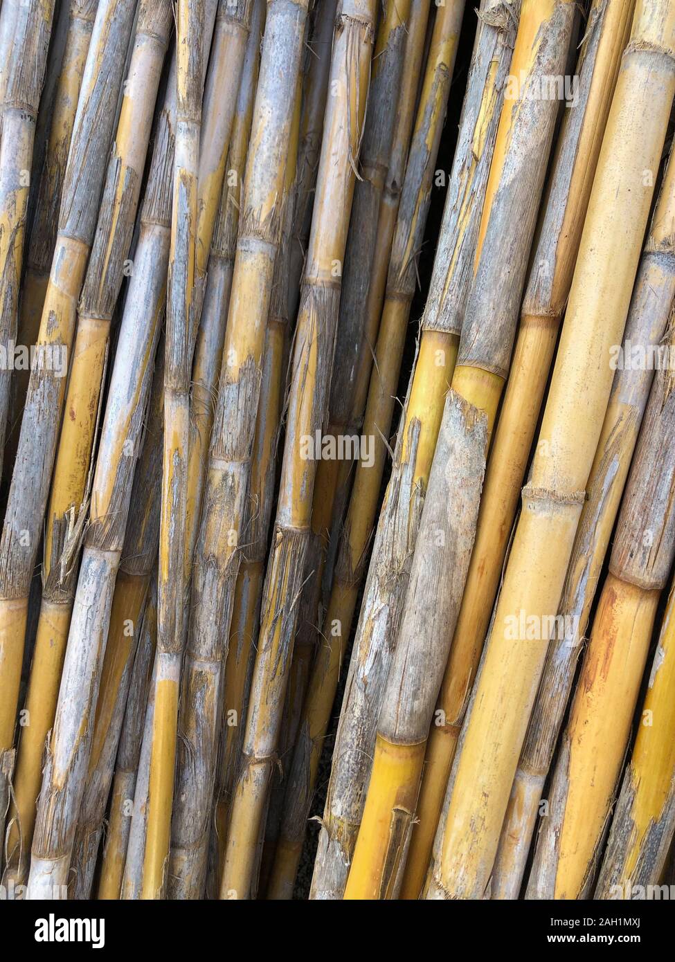 Getrocknete Reed gestapelt im Freien, Madeira, Portugal Stockfoto