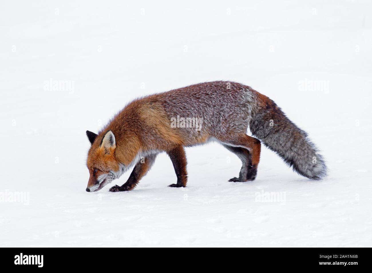 Jagd Red Fox (Vulpes vulpes) folgenden und riechen Duft Spur im Schnee im Winter Stockfoto