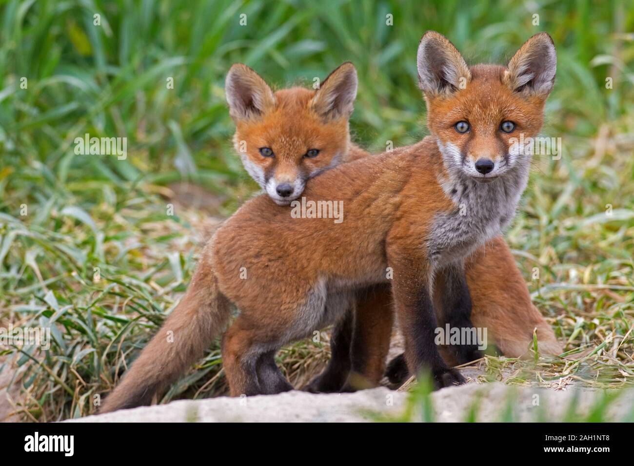 Junge rote Füchse (Vulpes vulpes) zwei Sätze aus Graben, Eingang im Grünland/Wiese im Frühjahr Stockfoto