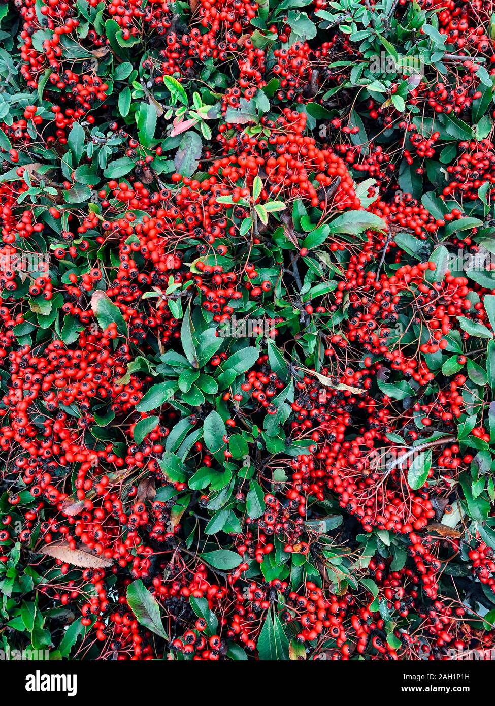 Rote beeren grüne Blätter Pflanzen Natur Hintergrund Stockfoto