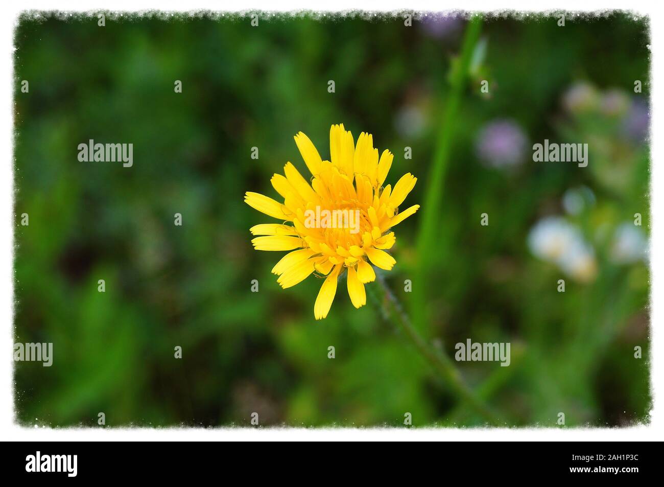Fotos von der schönen wilden Blumen in der Natur. Stockfoto