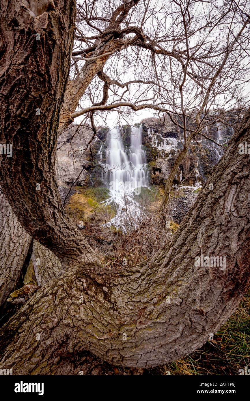 Clouse bis ein verdrehter Baum mit einem riesigen Wasserfall Hintergrund Stockfoto