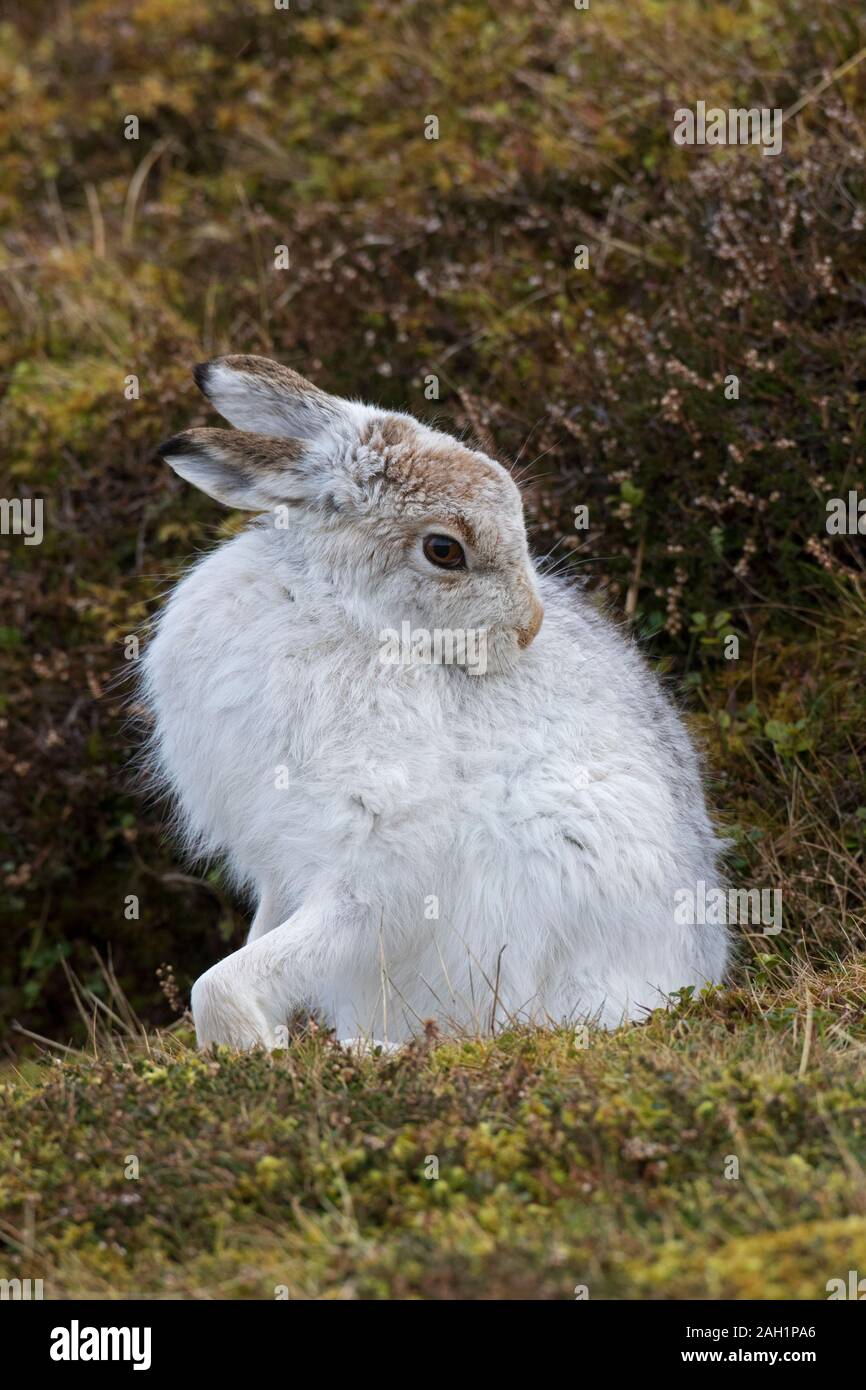 Schneehase/Alpine Hase/Schneehase (Lepus timidus) in weiß winter Fell pflege Fell im Frühjahr Stockfoto