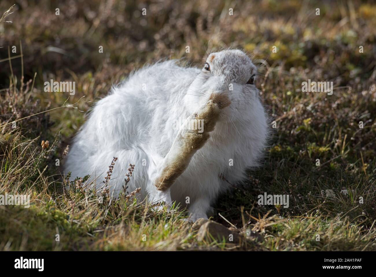 Schneehase/Alpine Hase/Schneehase (Lepus timidus) in weiß winter Fell pflege Fell im Frühjahr Stockfoto
