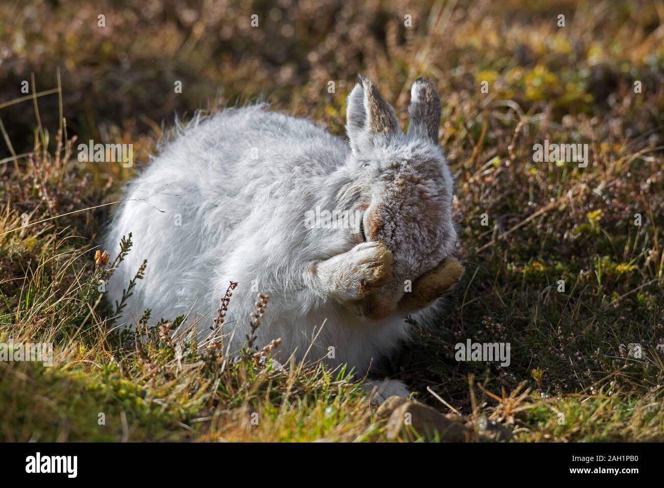 Schneehase/Alpine Hase/Schneehase (Lepus timidus) in weiß winter Fell pflege Fell im Frühjahr Stockfoto