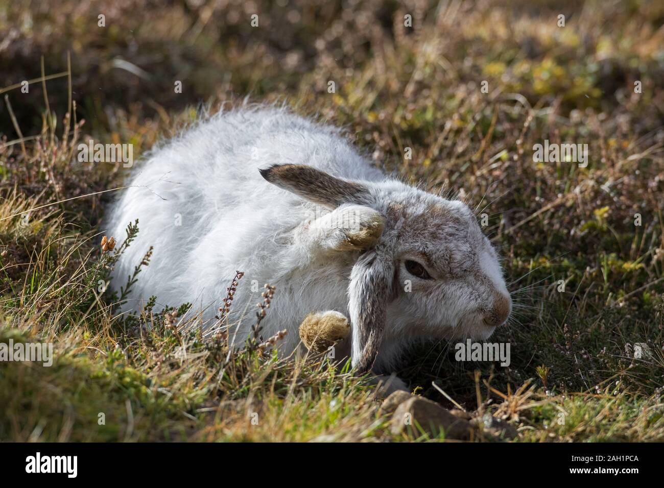 Schneehase/Alpine Hase/Schneehase (Lepus timidus) in weiß winter Fell pflege Fell im Frühjahr Stockfoto