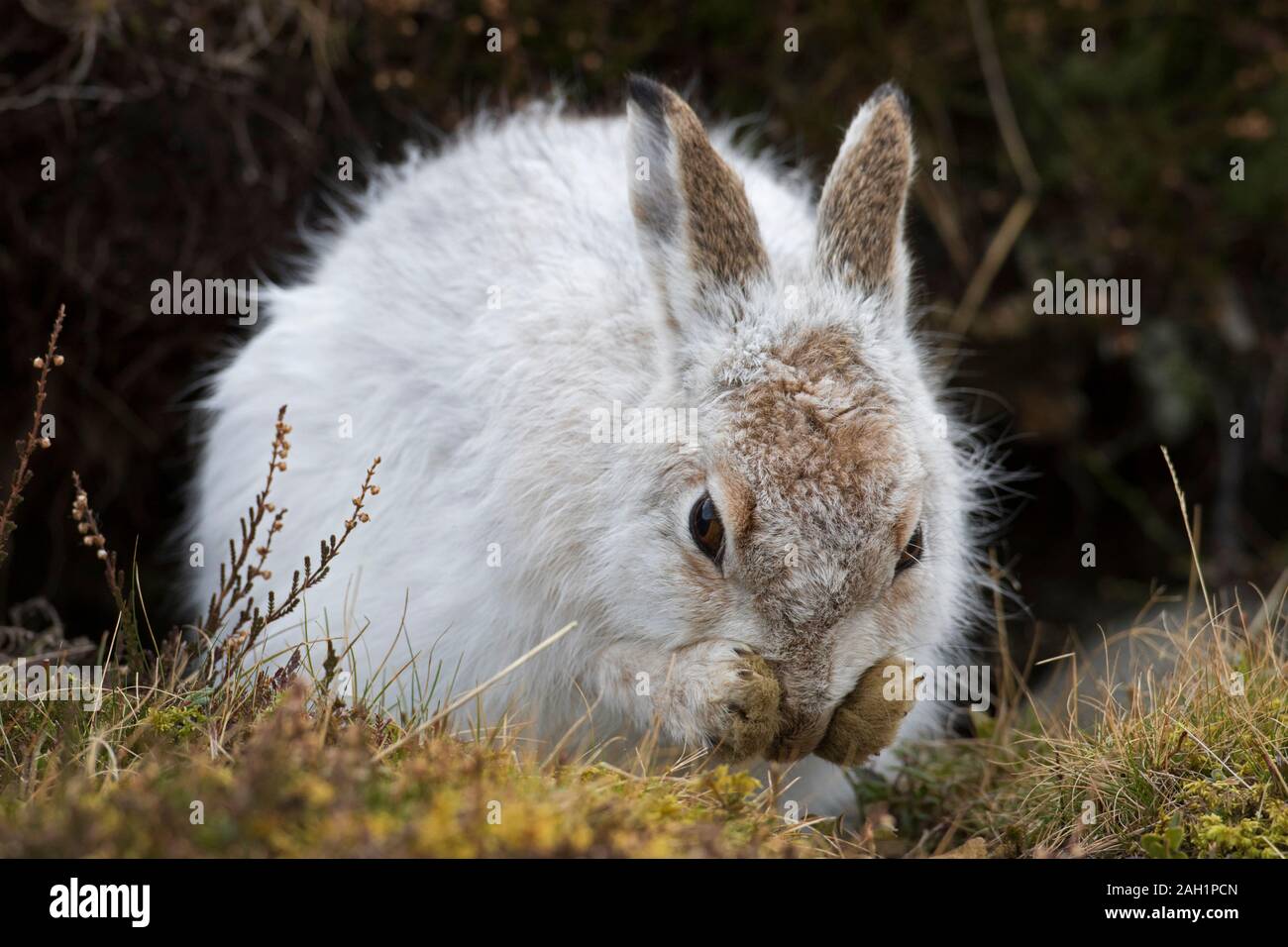 Schneehase/Alpine Hase/Schneehase (Lepus timidus) in weiß winter Fell pflege Fell im Frühjahr Stockfoto