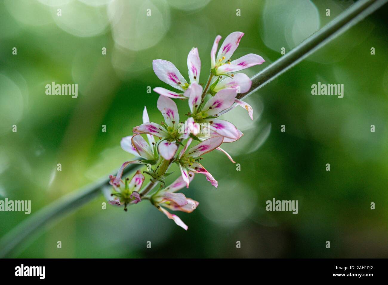 Nahaufnahme der Blumen der Hochzeitsblume (Francoa sonchifolia) Stockfoto