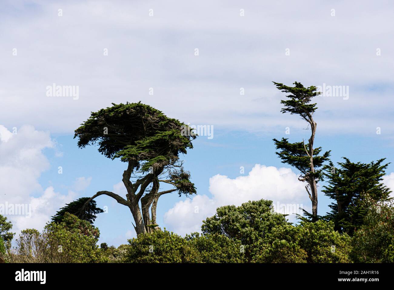 Monterey Zypressen (Cupressus macrocarpa) gegen ein bewölkter Himmel Stockfoto