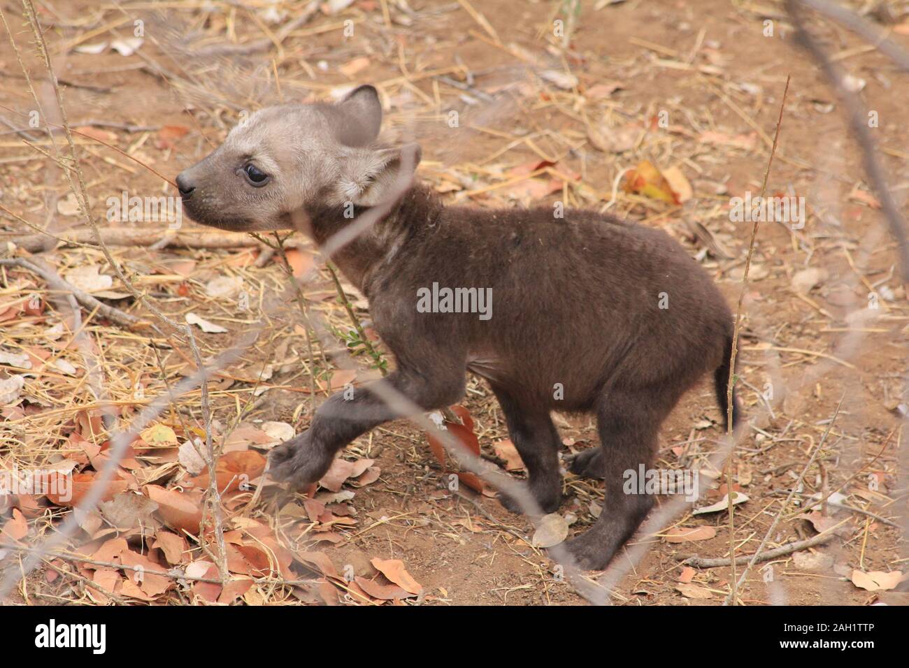 Mutter Hyena im Morgengrauen Südafrikas Stockfoto