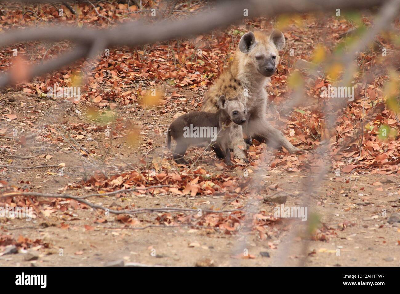 Mutter Hyena im Morgengrauen Südafrikas Stockfoto