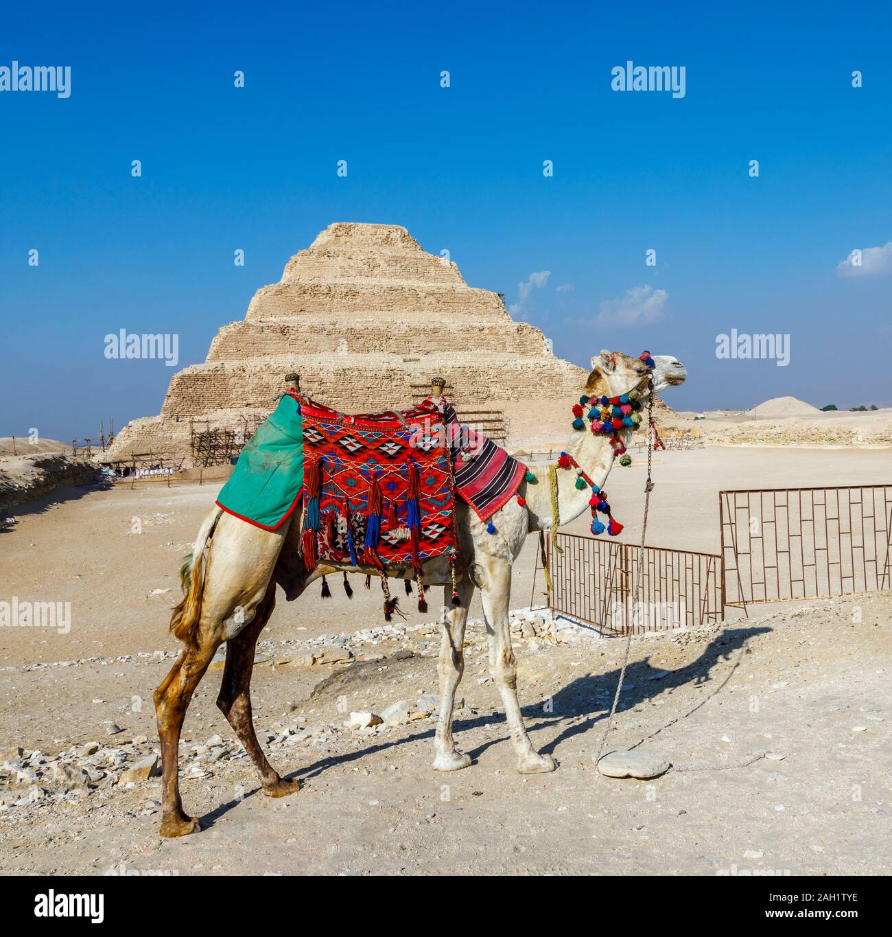 Kamel mit einem roten Schabracke stehend an der berühmten Stufenpyramide des Djoser in Sakkara, nekropole Für die altägyptische Hauptstadt, Memphis, Ägypten Stockfoto