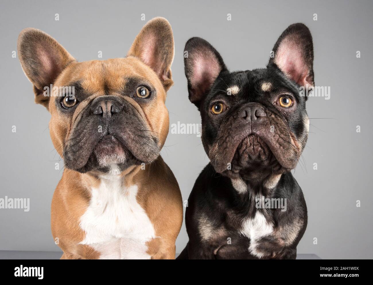 Unzertrennliche Freunde Stockfotos Und Bilder Kaufen Alamy