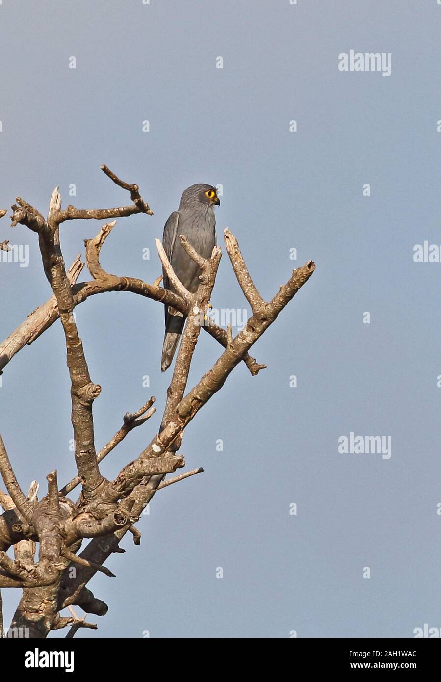 Grau Turmfalke (Falco) Erwachsenen ardosiaceus perced in toten Baum Queen Elizabeth National Park, Uganda November Stockfoto