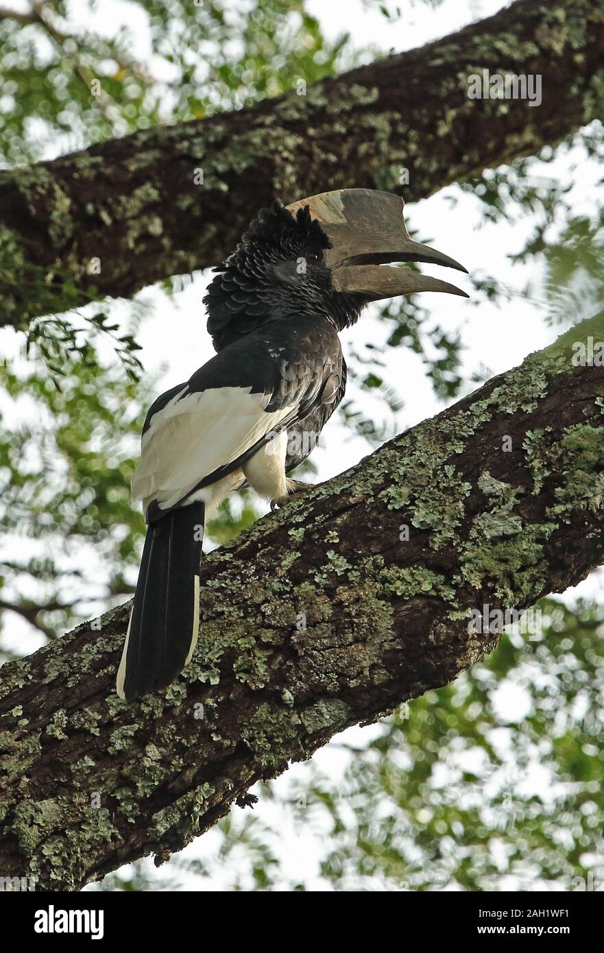 Grau ist Nashornvogel (Bycanistes subcylindricus subquadratus) erwachsenen männlichen auf Zweig Budongo Forest, Uganda November gehockt Stockfoto