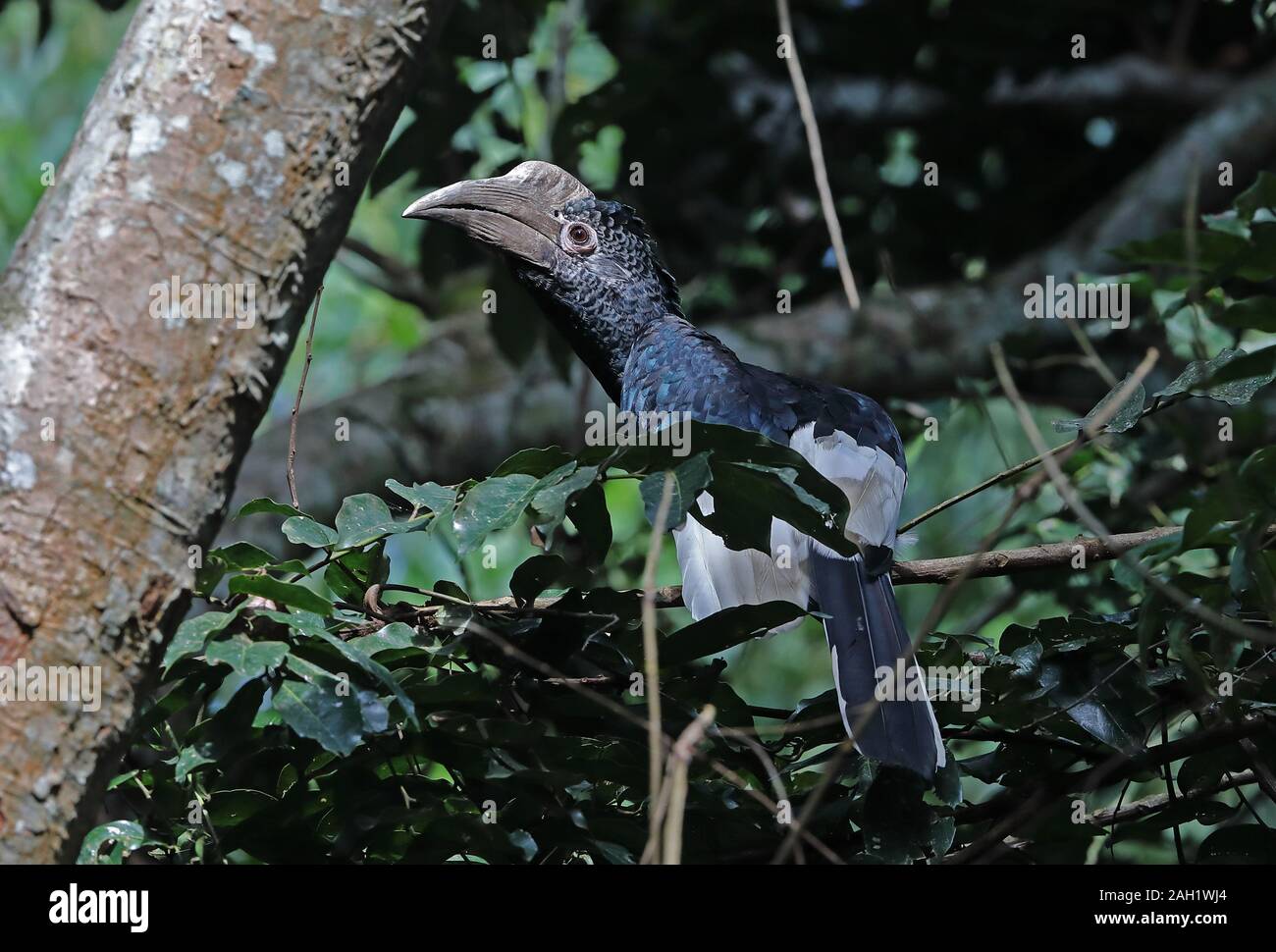 Grau ist Nashornvogel (Bycanistes subcylindricus subquadratus) erwachsenen Weibchen auf Zweig Kibale Forest Nationalpark, Uganda Keine gehockt Stockfoto