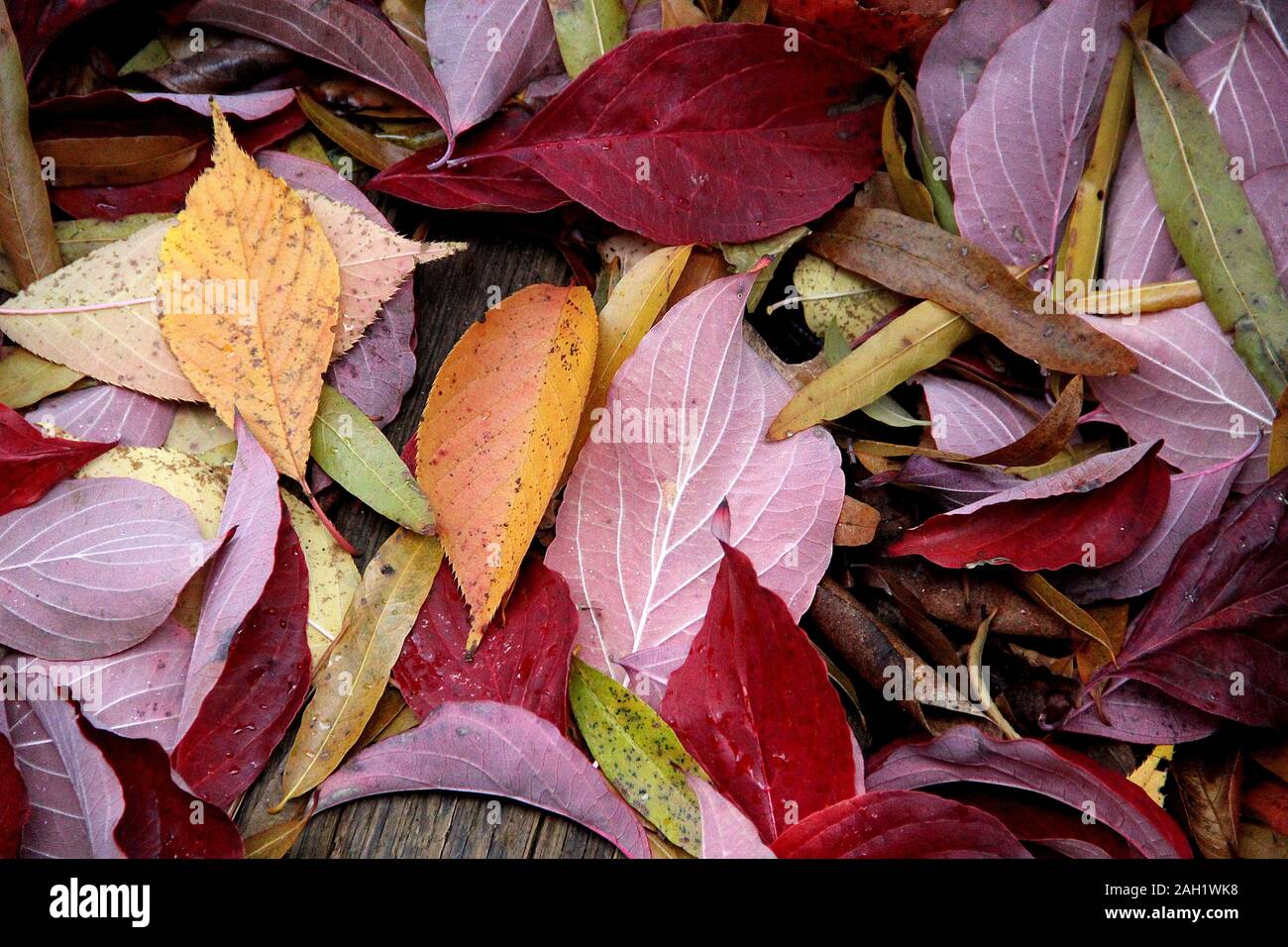 Blätter im Herbst Stockfoto
