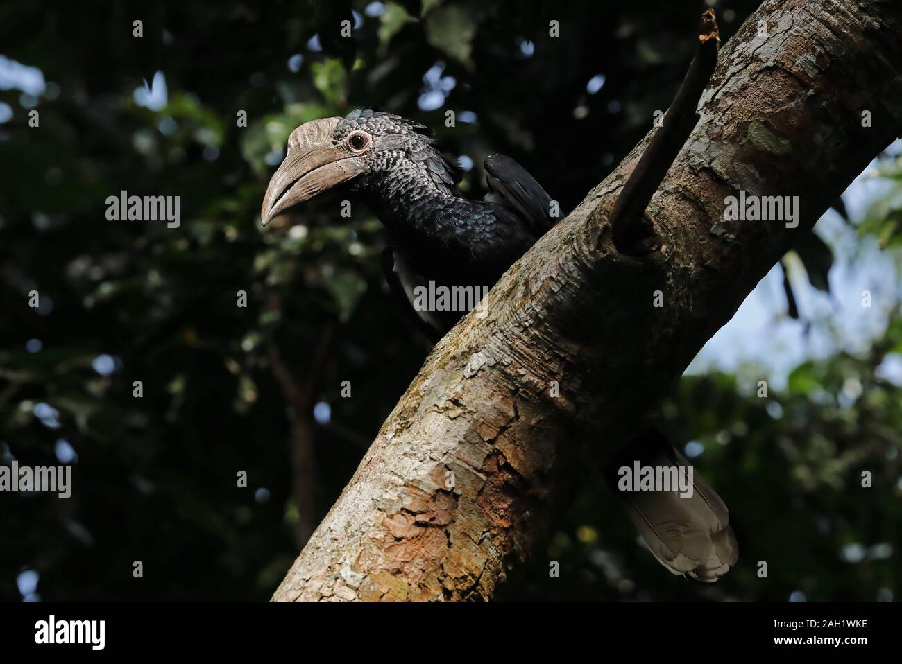Grau ist Nashornvogel (Bycanistes subcylindricus subquadratus) erwachsenen Weibchen auf Zweig Kibale Forest Nationalpark, Uganda Keine gehockt Stockfoto