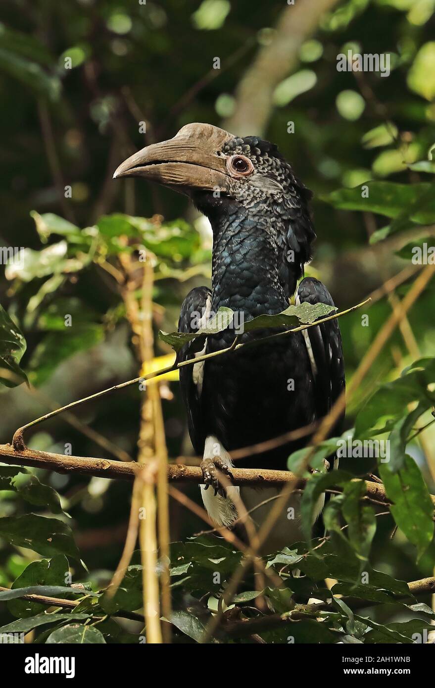 Grau ist Nashornvogel (Bycanistes subcylindricus subquadratus) erwachsenen Weibchen auf Zweig Kibale Forest Nationalpark, Uganda Keine gehockt Stockfoto