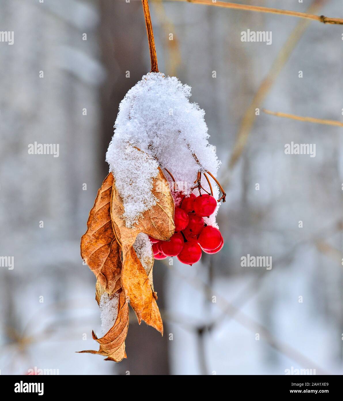 Snowy Zweig mit Cluster der roten viburnum Beeren und trockenen Golden Leaf Nahaufnahme, so hell Weihnachten Dekoration in Weiß gefroren Winter Forest. Stockfoto