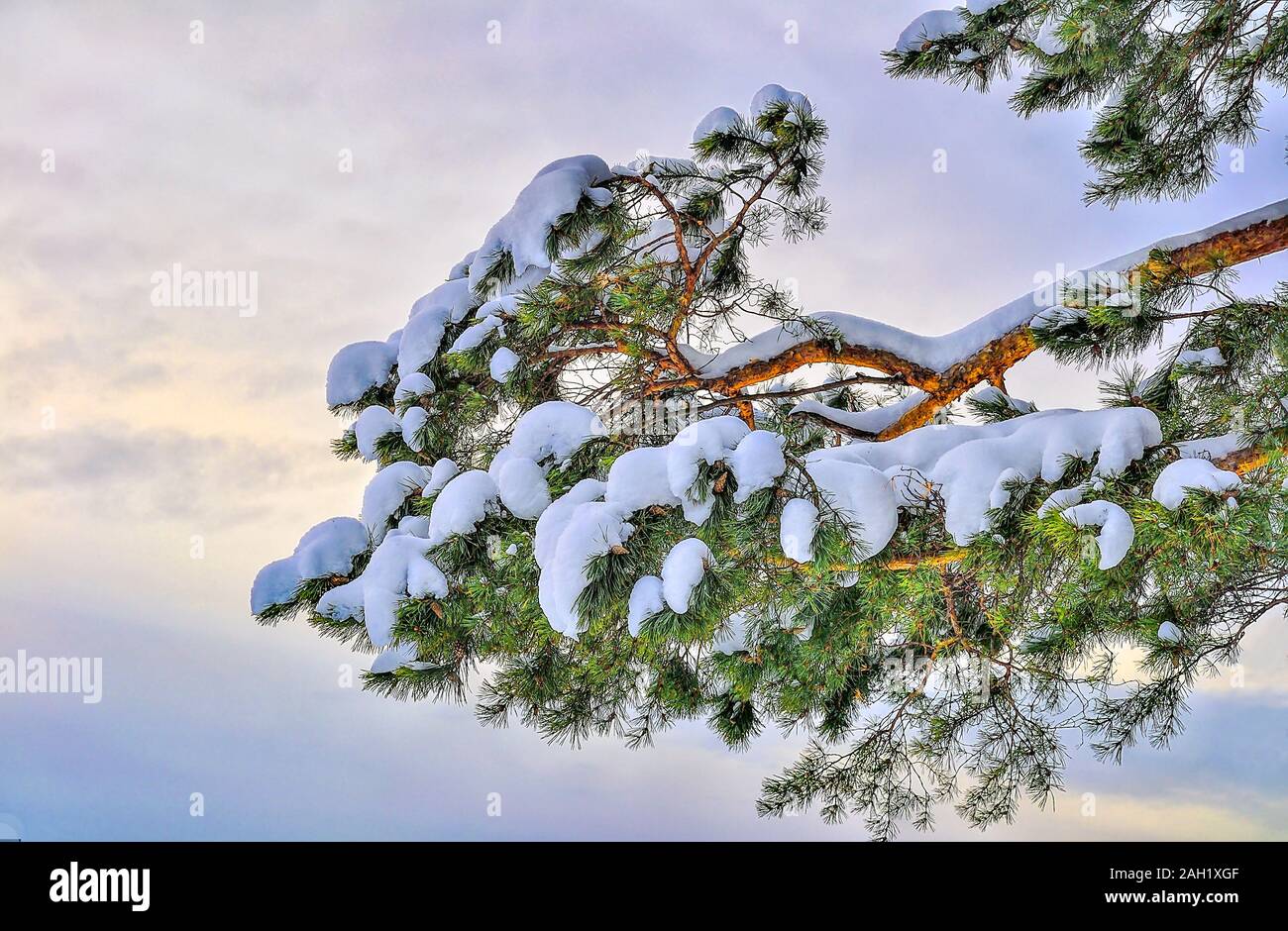 Grüne Nadeln auf Pine Tree Branch mit Schnee auf sanften farbigen Sonnenuntergang bzw. Sonnenaufgang Himmel Hintergrund abgedeckt. Helle Detail in weiß winter natur Stockfoto