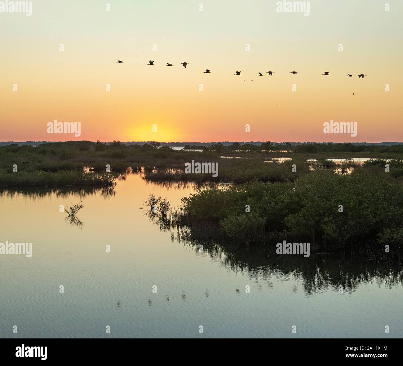 Mangrove Salt Marsh auf Merritt Island National Wildlife Refuge, Florida Stockfoto
