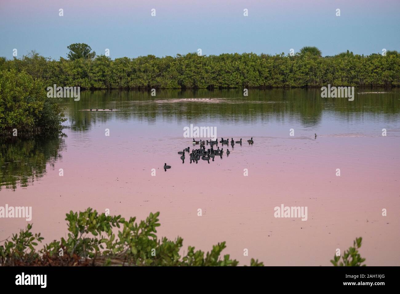Überwinternde Blässhühner und Enten in der Abenddämmerung. Merritt Island National Wildlife Refuge, Florida Stockfoto