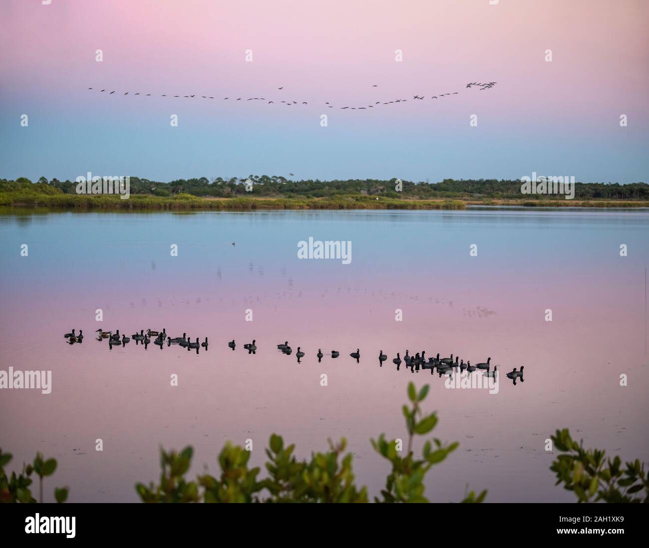 Floating Blässhühner und fliegende Ibis Vögel bei Dämmerung, Merritt Island National Wildlife Refuge Stockfoto