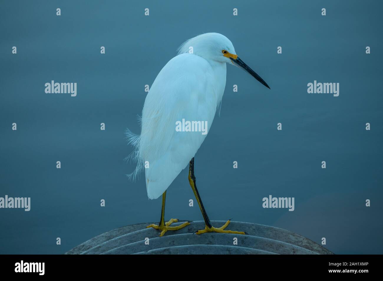 Snowy Egret auf Merritt Island National Wildlife Refuge, Florida Stockfoto