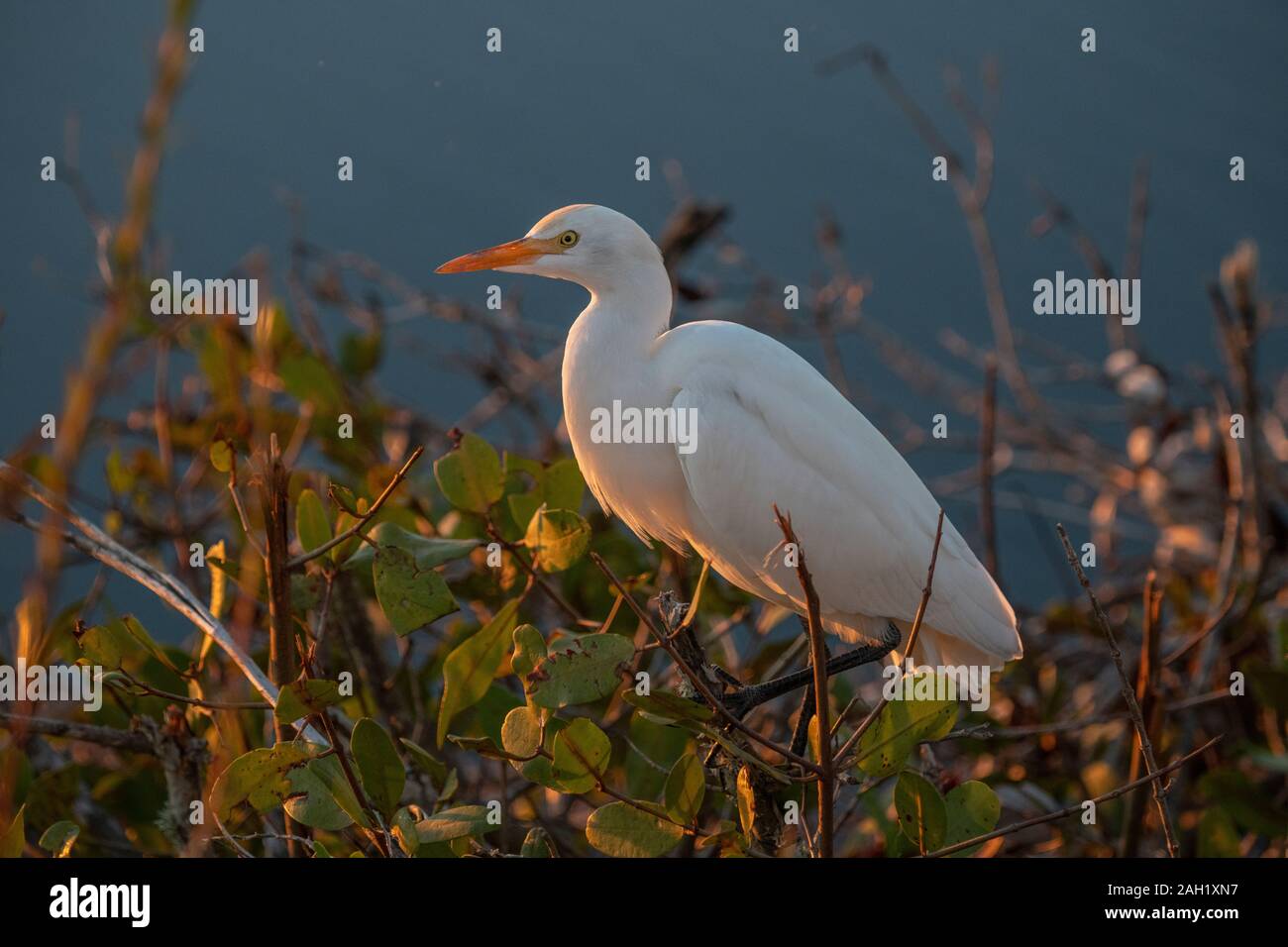 Kuhreiher in Mangrove auf Merritt Island National Wildlife Refuge, Florida USA Stockfoto