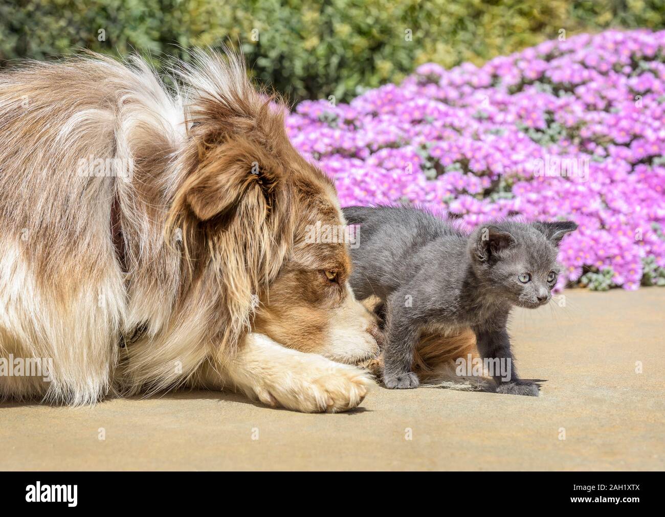 Australian Sheppard mix Hund mit kleinen Kätzchen Stockfoto
