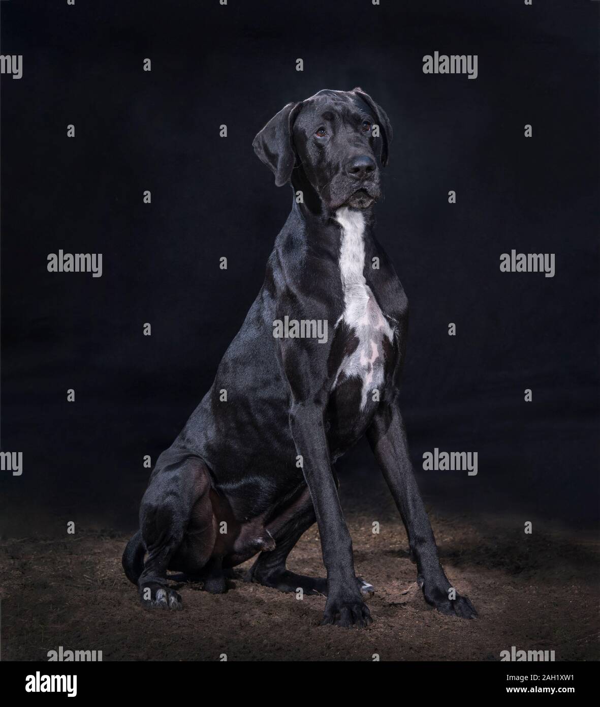 Juvenile Dogge Hund auf schwarzem Hintergrund Stockfoto