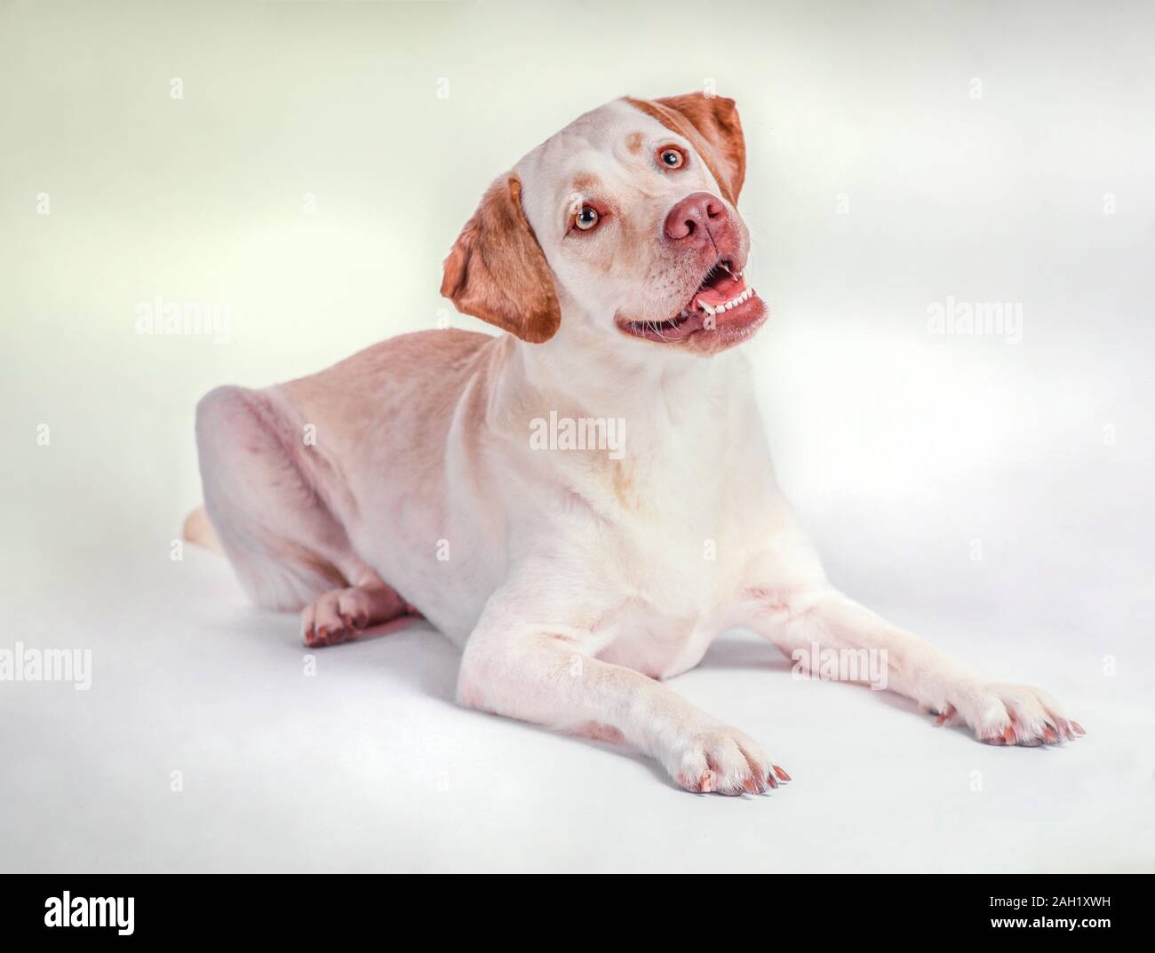 Gelbe Labrador Retriever Hund liegend auf weißem Hintergrund Stockfoto