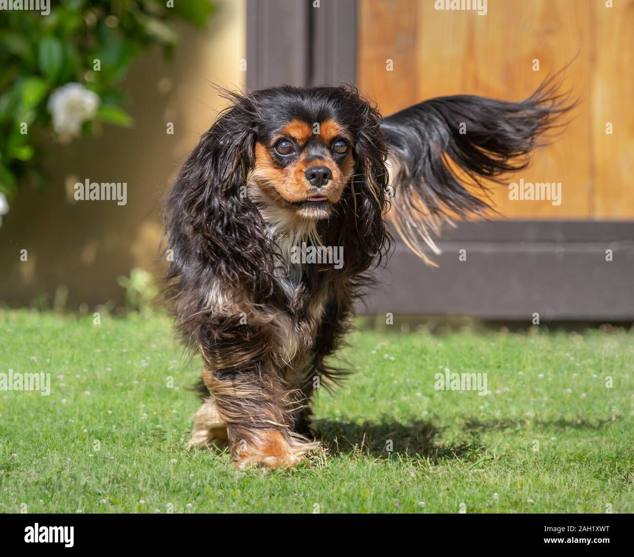 Kleine Kühlschrankmagnete Cavalier King Charles Spaniel – 3,8 Cm Hoch, Aus 3D-Kunstharz, Handbemalt, Als Sammlerstück