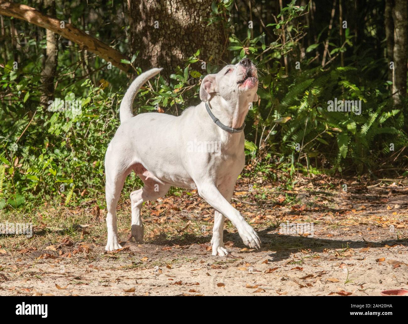 Bellen American Bulldog Stockfoto