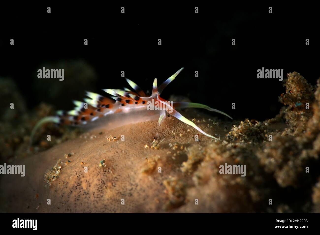 Nacktschnecke Caloria indica. Bild wurde in Ambon, Indonesien teken Stockfoto