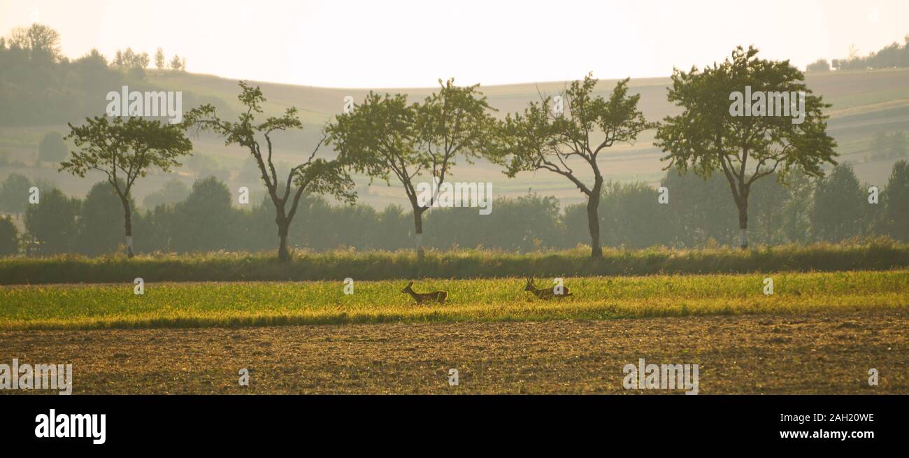 Malerischer Blick auf landwirtschaftlichen Feld gegen Sky Stockfoto