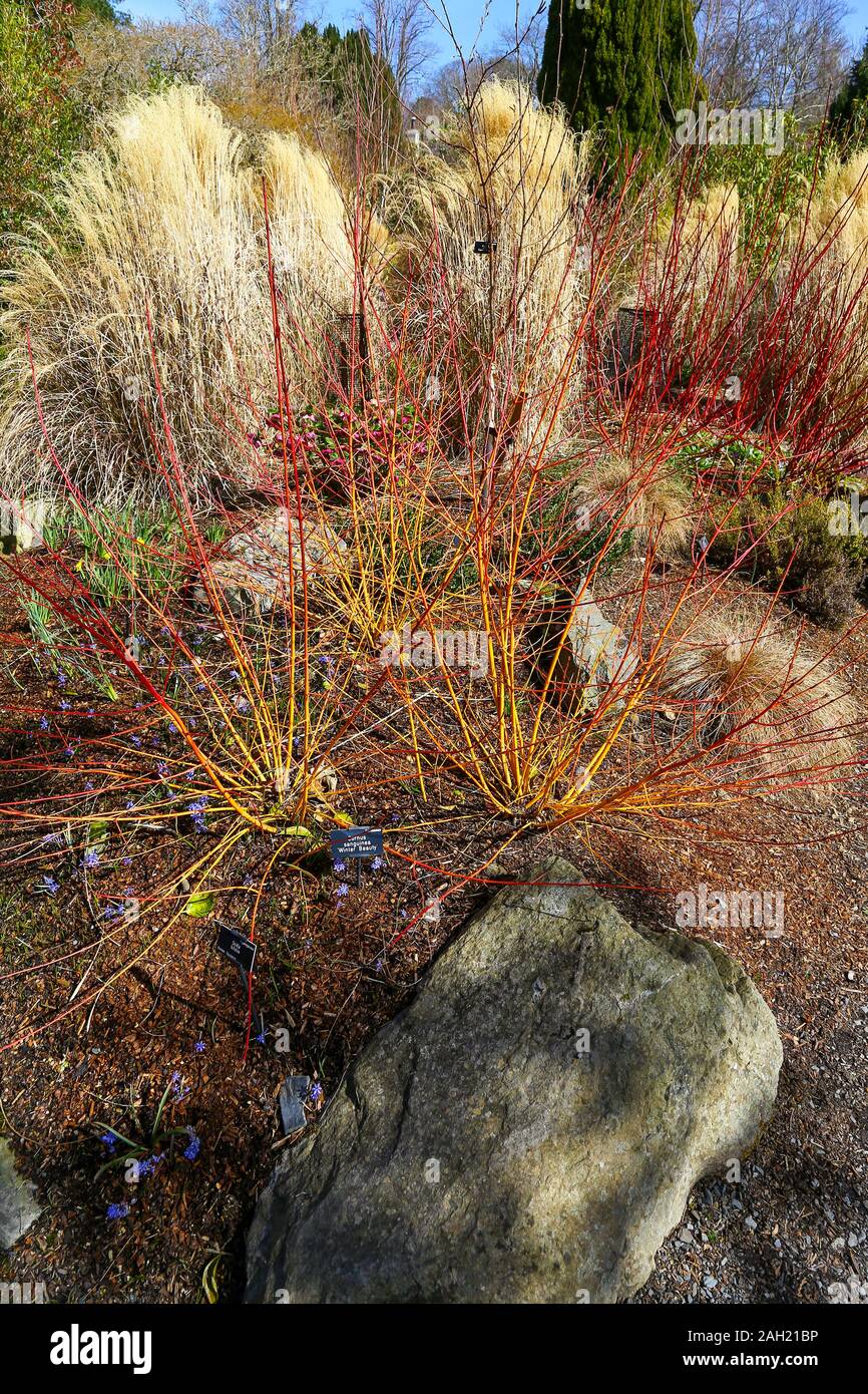 Der Wintergarten an Bodnant Gardens, Wales, Vereinigtes Königreich Stockfoto