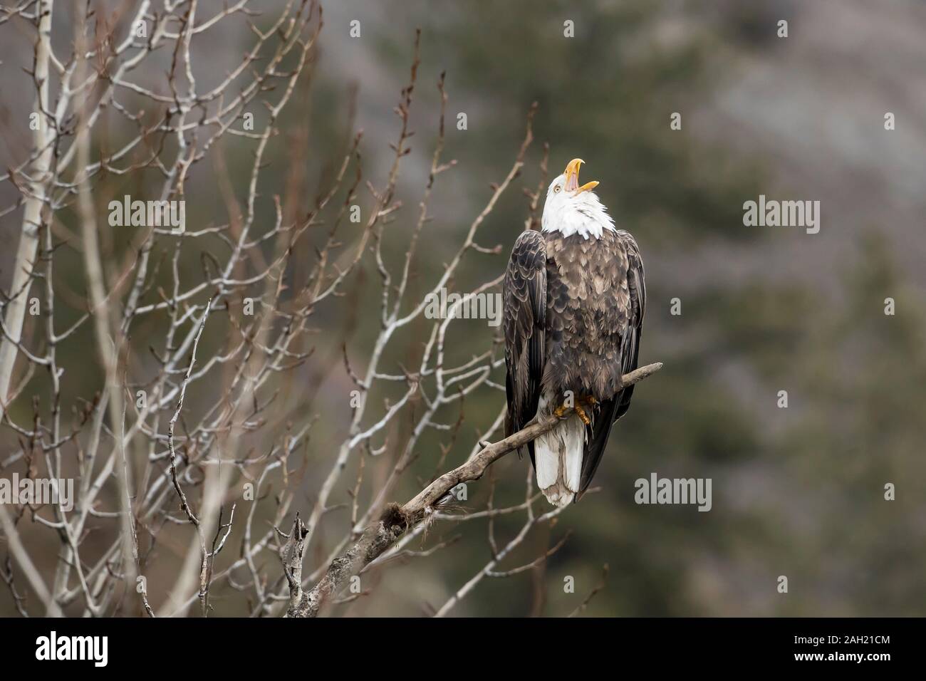 Ein Weißkopfseeadler kommuniziert mit anderen Adlern im Norden von Idaho. Stockfoto