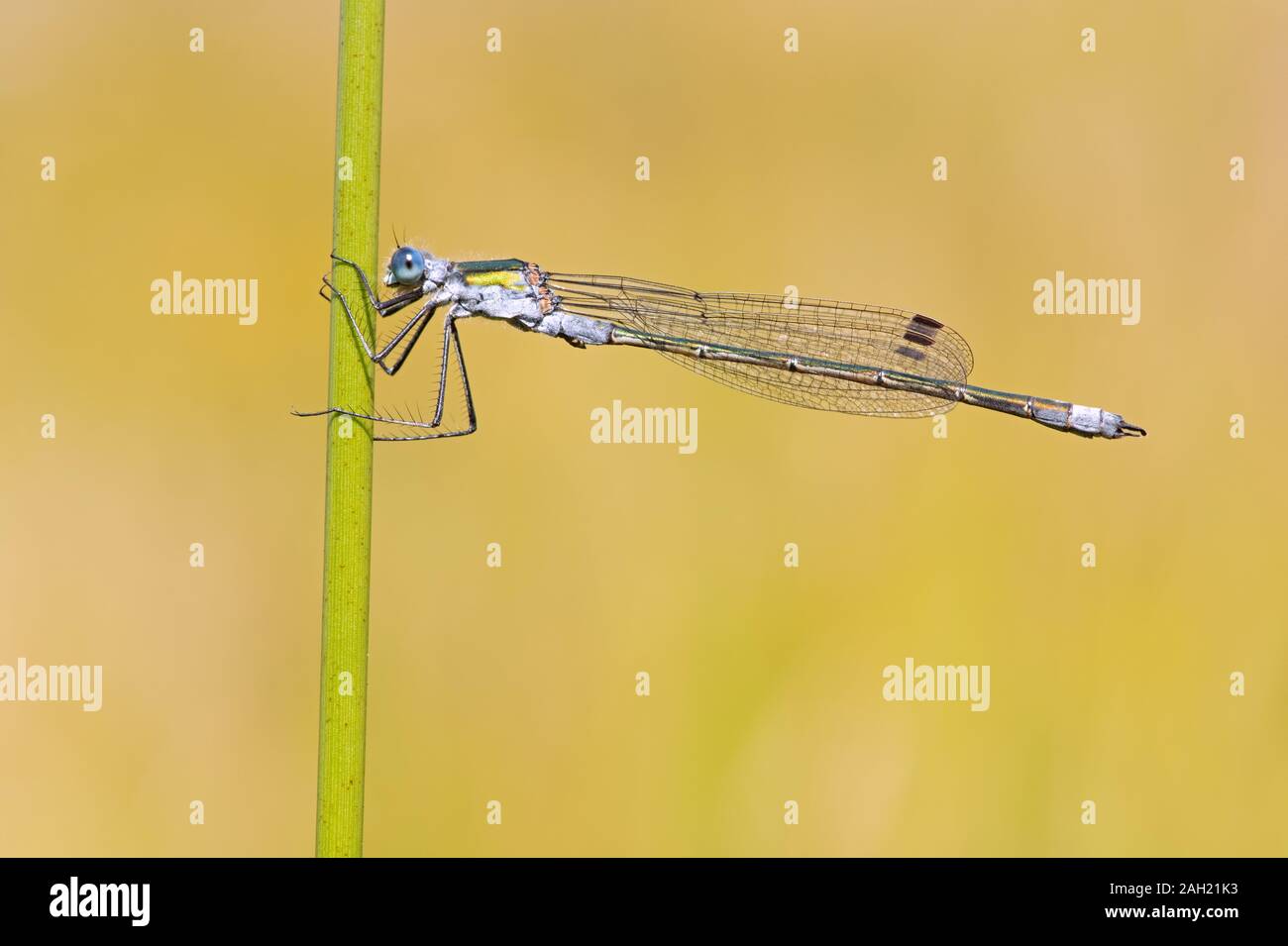 Emerald Damselfly (lestes Sponsa) auf einem grünen Stiel gehockt Stockfoto