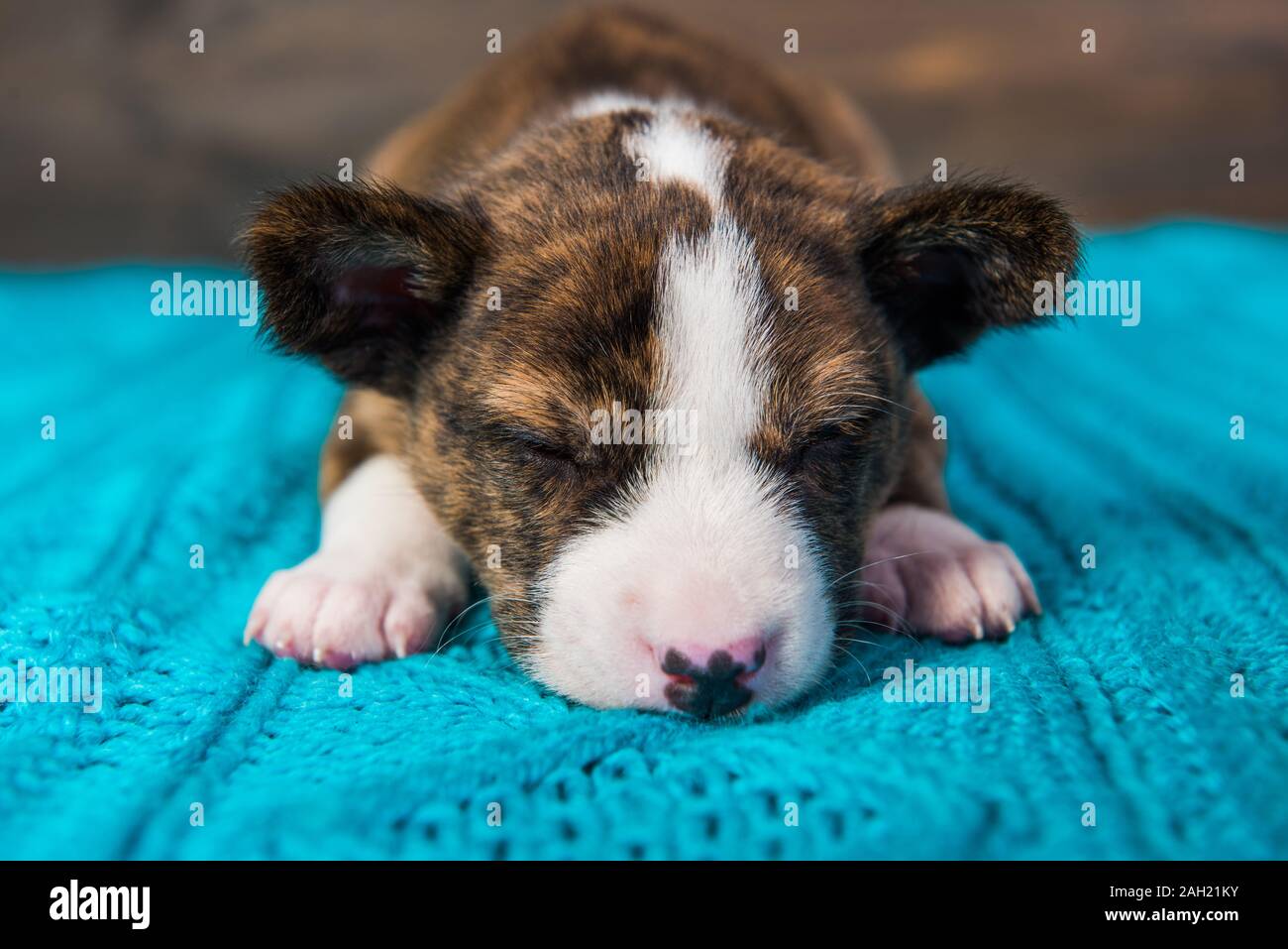 Basenji Welpen Hund schläft oder krank Stockfoto