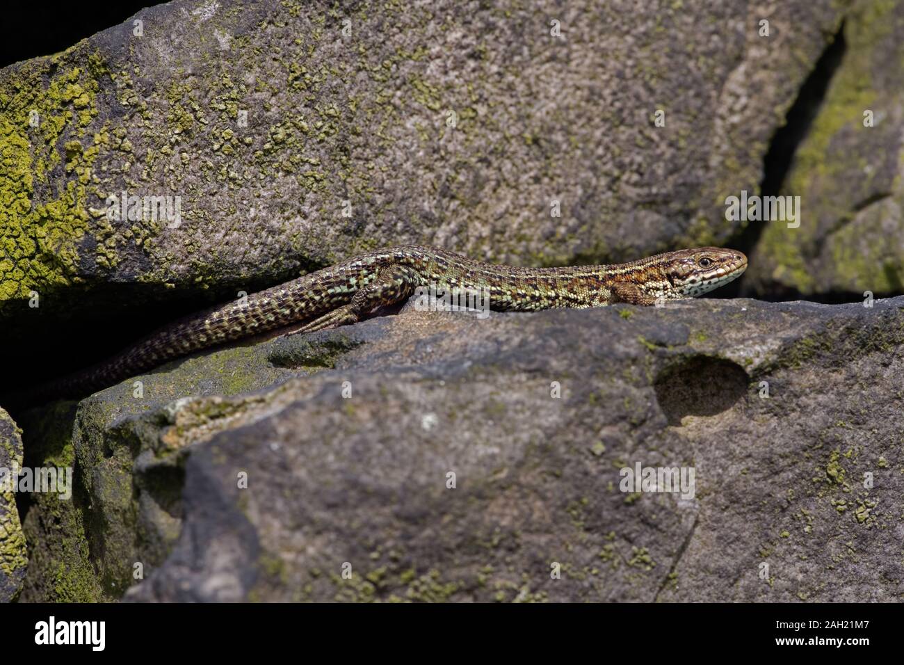 Gemeinsame Lizard (Zootoca Vivipara) Sonnenbaden auf Flechten bedeckt Steinmauer Stockfoto