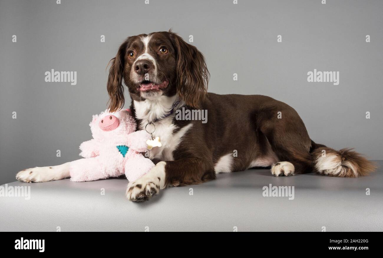 Hund auf der Suche nach seinem weichen Spielzeug!, fotografiert in Großbritannien. Stockfoto