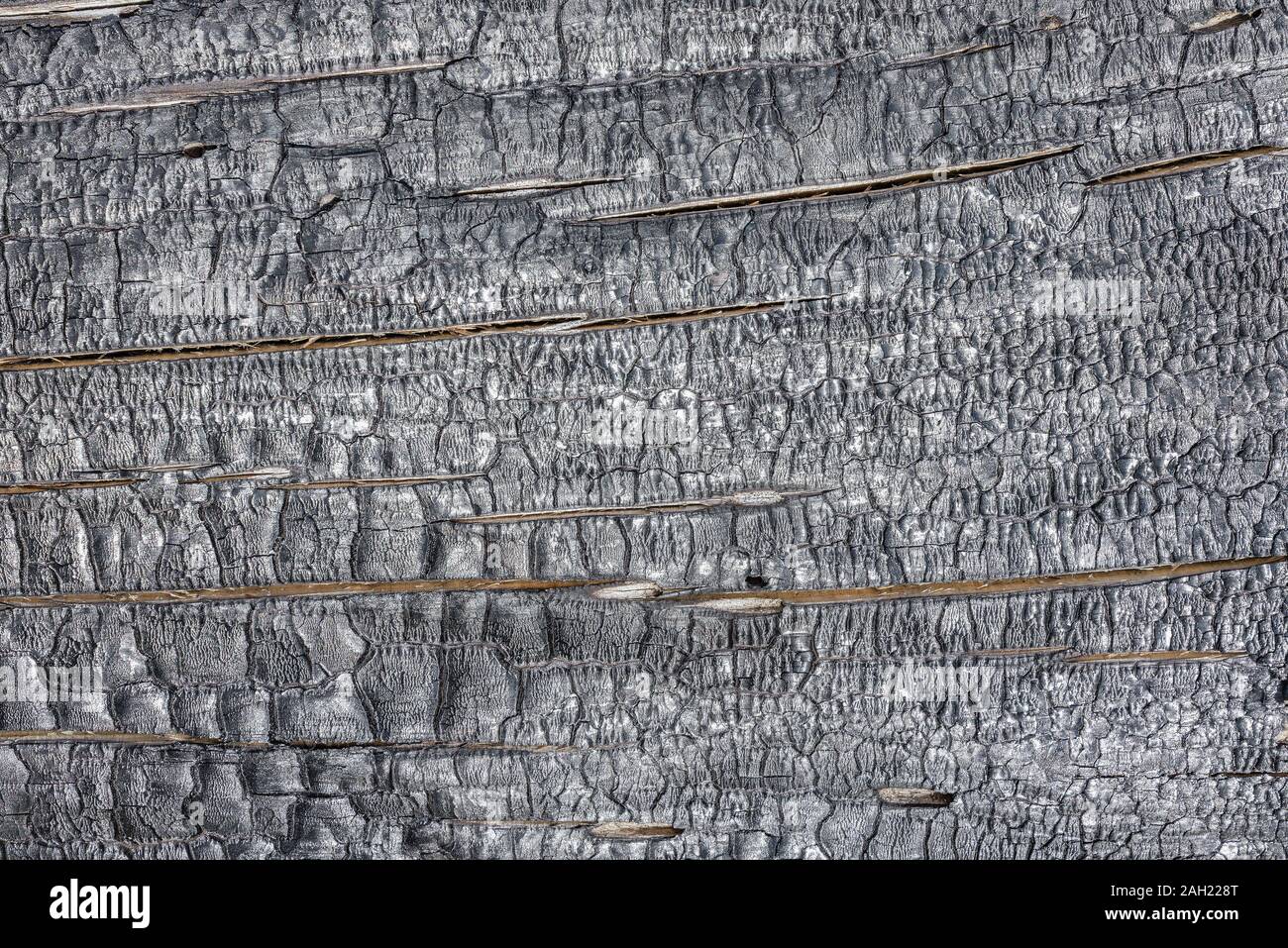 Blick auf das verbrannte Holz. Stockfoto
