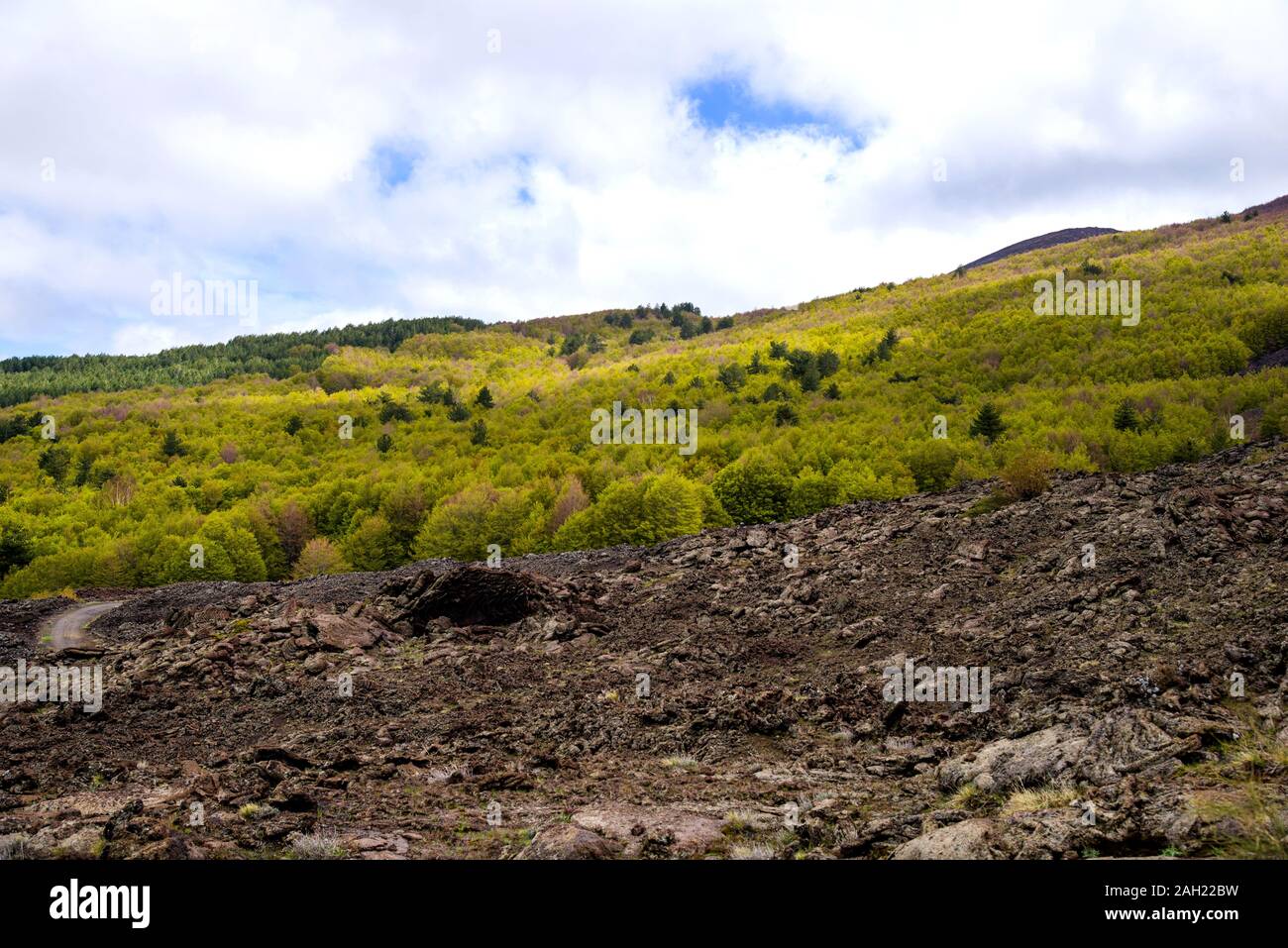 Italien, Catania, 03. Mai 2019: Ätna, Wald von Pino in der Nähe der Laricio Lavastrom Stockfoto