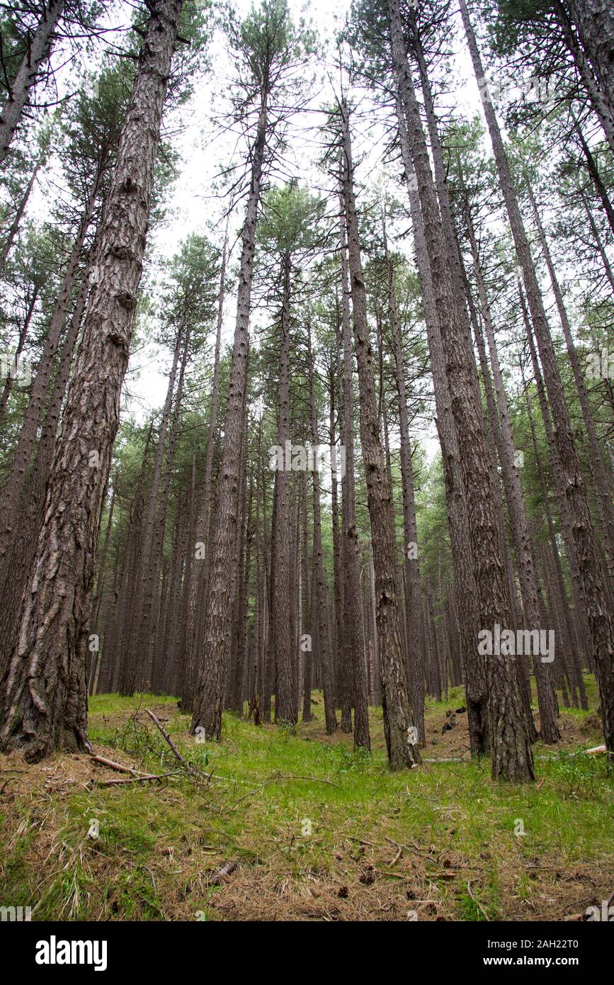 Italien, Catania, Vulkan Ätna, 03. Mai 2019: Wald von Pino Laricio Stockfoto