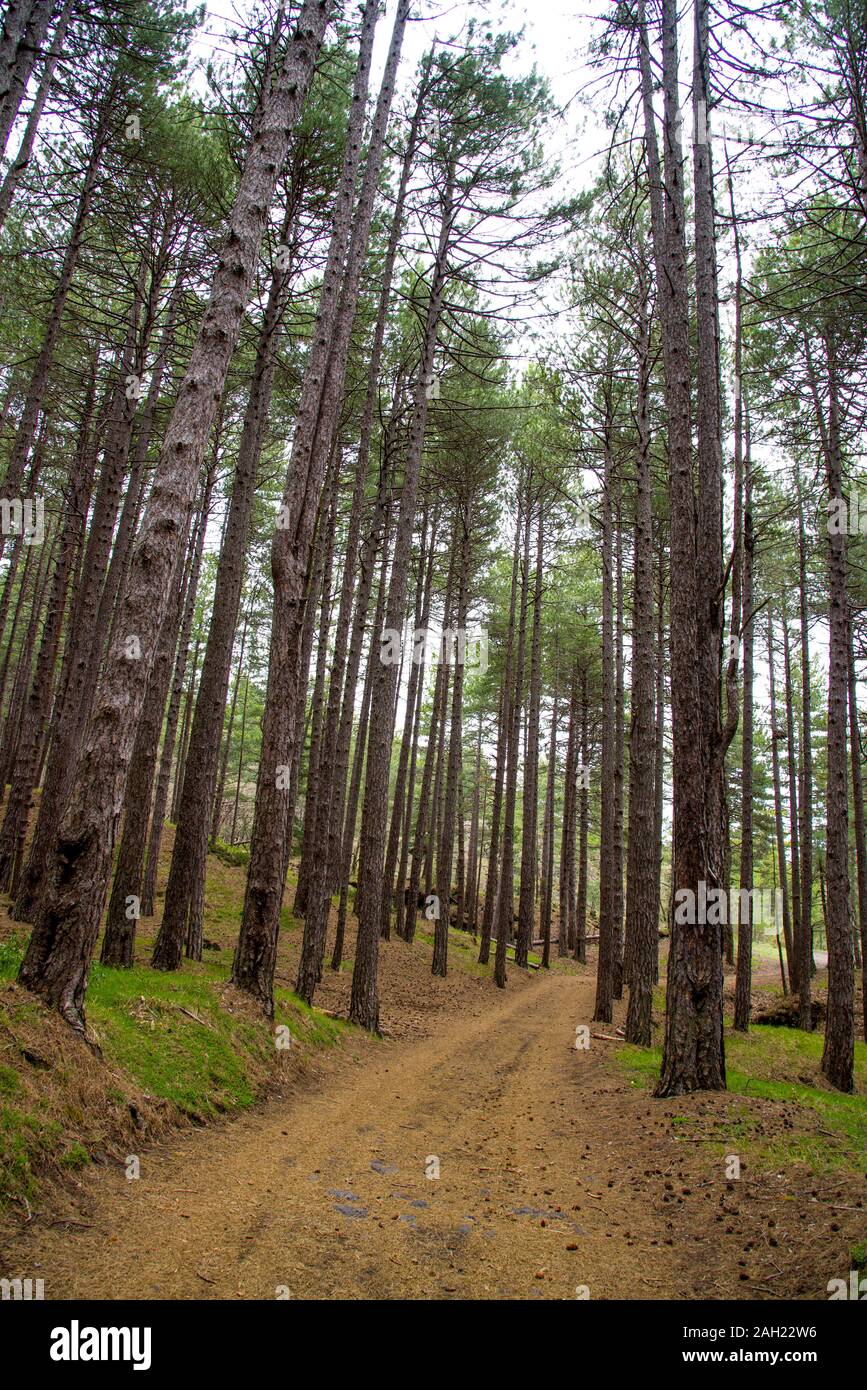 Italien, Catania, Vulkan Ätna, 03. Mai 2019: Wald von Pino Laricio Stockfoto