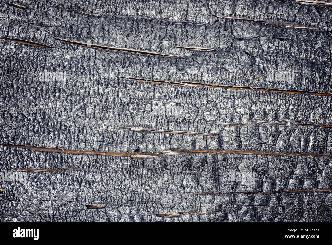 Blick auf die verbrannte schwarze Holzstruktur. Stockfoto