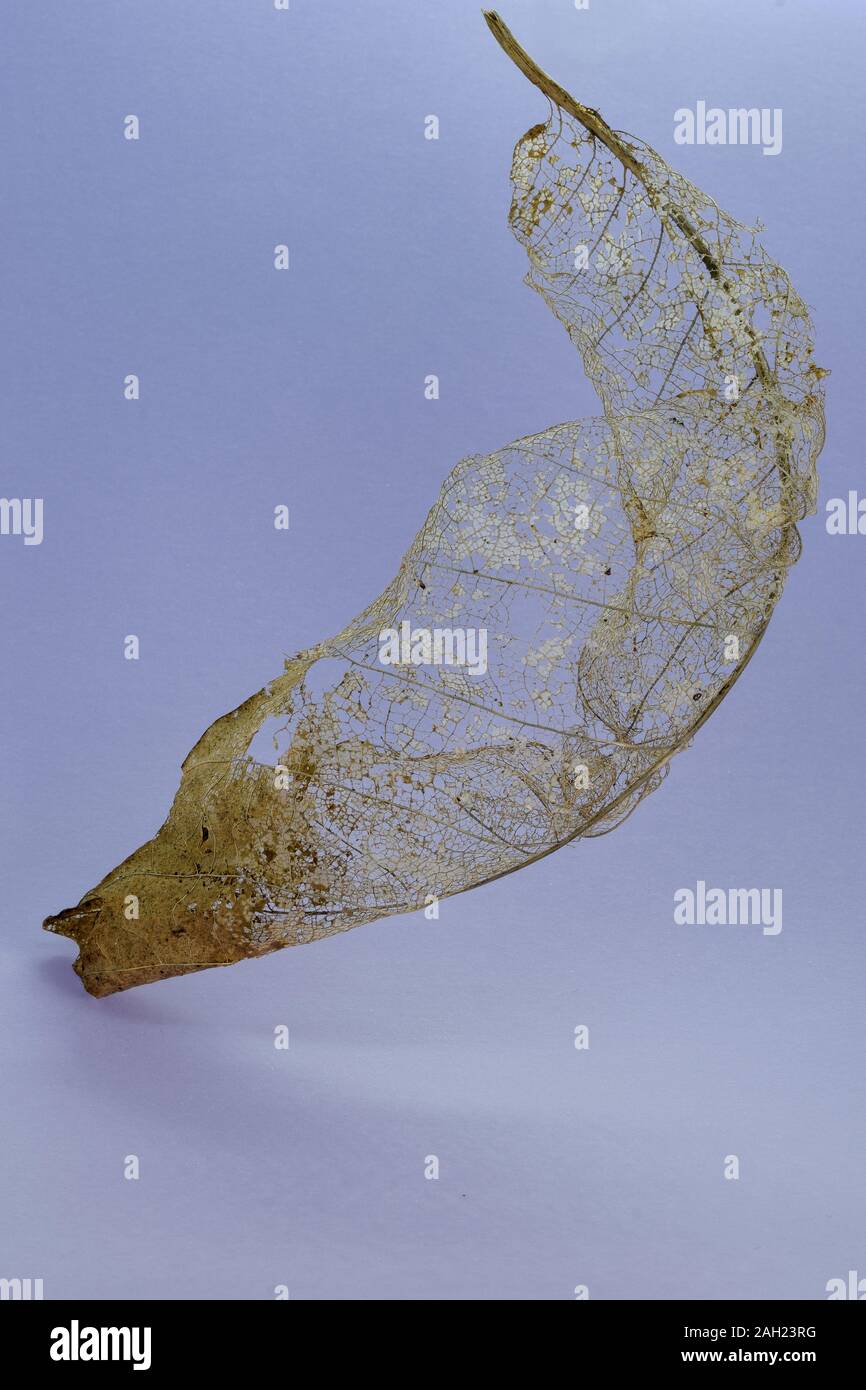 Ingle Skelett Blatt gegen ein blasses lila Hintergrund von der Seite und oben im Studio beleuchtet Stockfoto