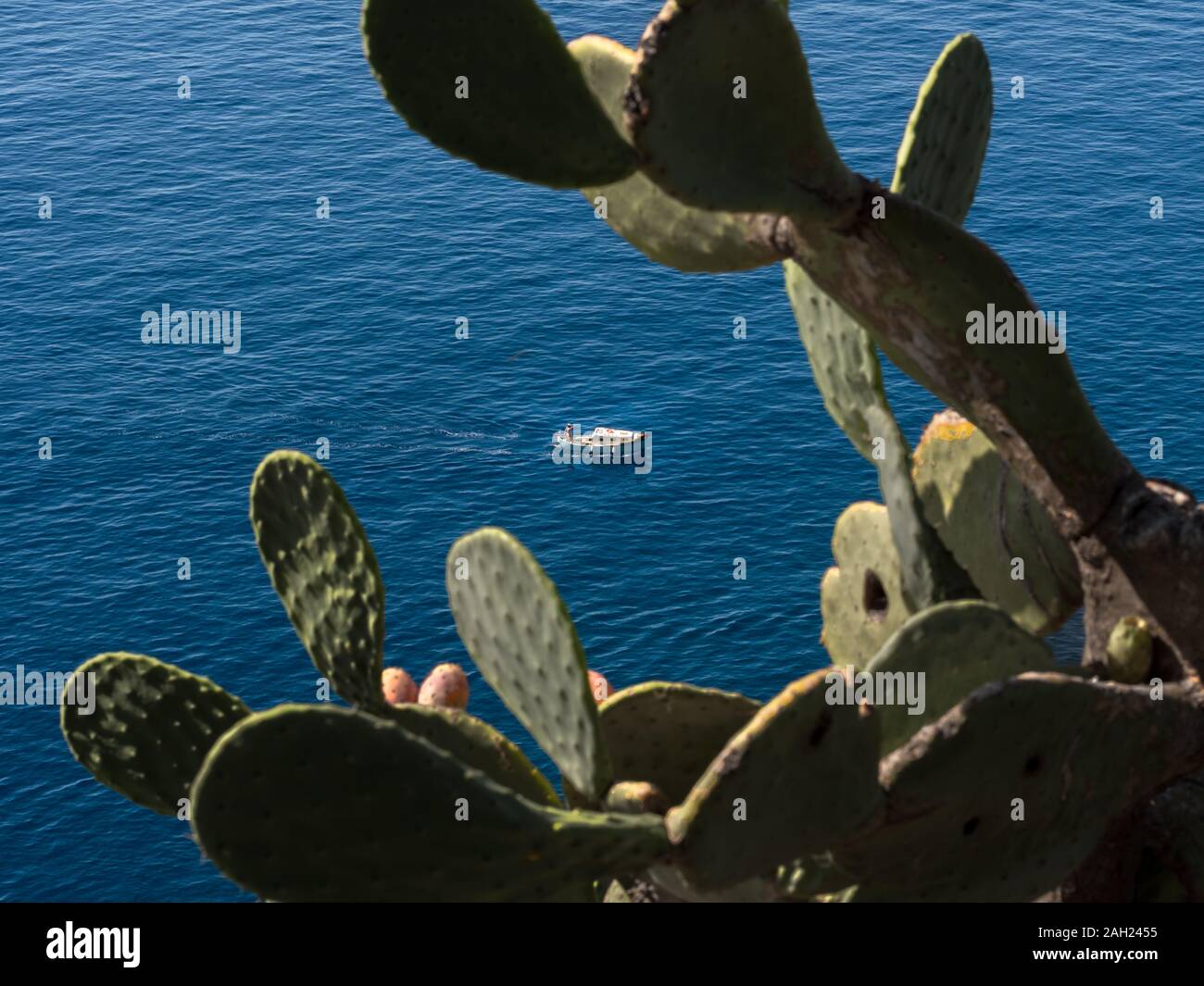 Ein kleines Motorboot in einem grossen Kaktus Baum gerahmt Stockfoto